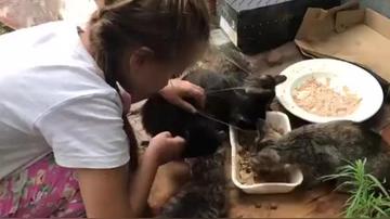 流浪猫被喂食物后带孩子找上门,数据引导设计策略_FHD版89.60.39