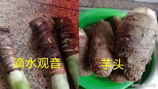 医生回应男孩误食滴水观音事件，探秘小巷独特小店的惊险经历