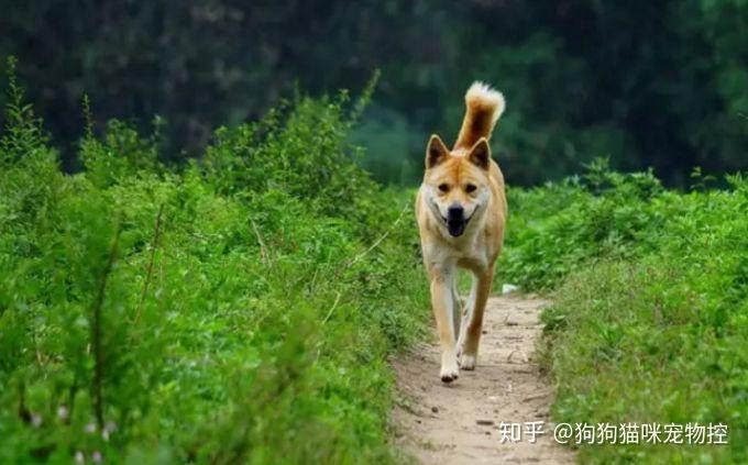 中华田园犬大战两米毒蛇，勇敢与智慧的较量保护110安全线！