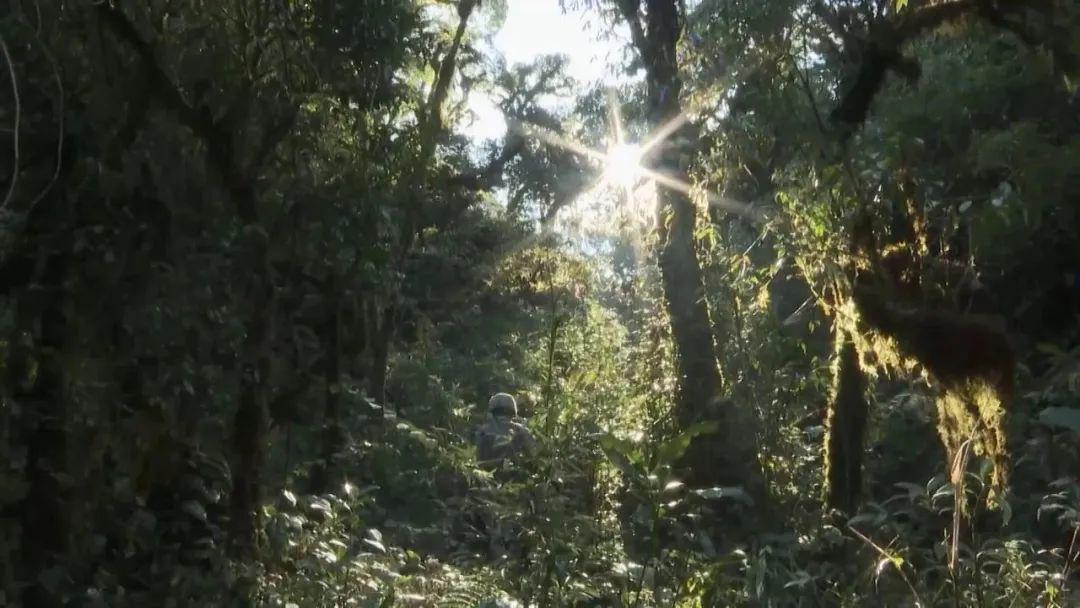 部队穿越哀牢山的震撼之旅，现场画面展现奇妙之旅