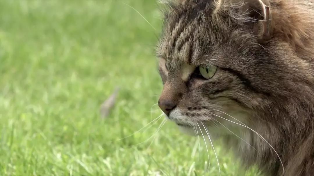 探索现代猫咪生活的全新面貌，猫咪最新版介绍