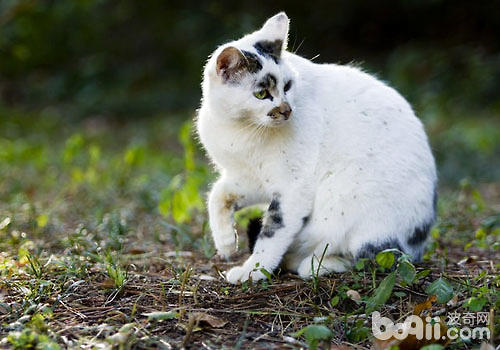 最新版猫咪，进化与特点概览