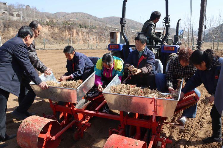 科技赋能下的党参最新价格，重塑传统药材价值体验