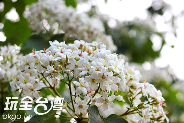 丁香五月最新，自然美景的轻松之旅