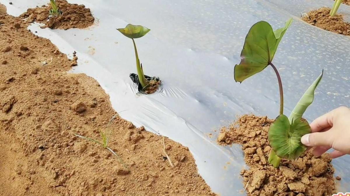 最新除草，详细步骤指南与操作技巧