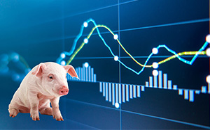 云南最新猪价行情全面指南与详解，最新动态与步骤解析