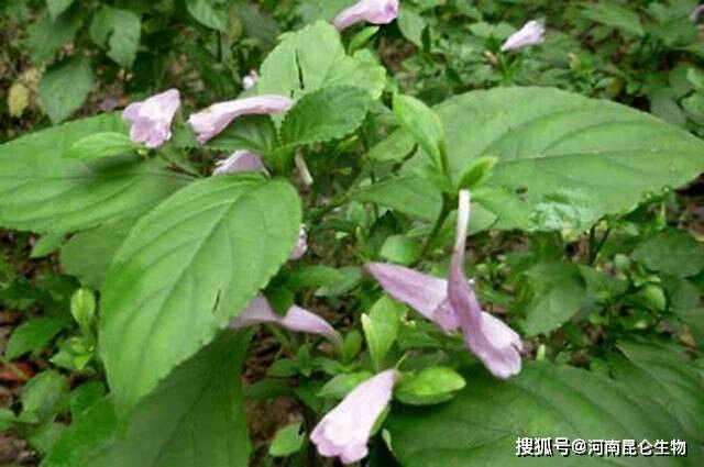 板蓝根最新，全面指南——种植、加工与利用