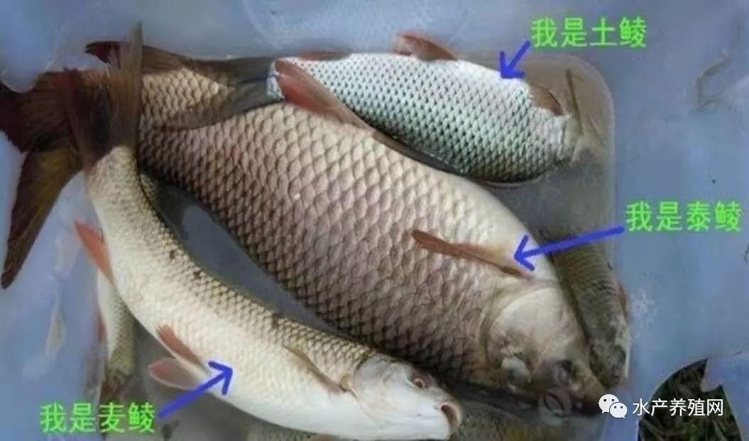 菜饼价格最新动态及分析简报