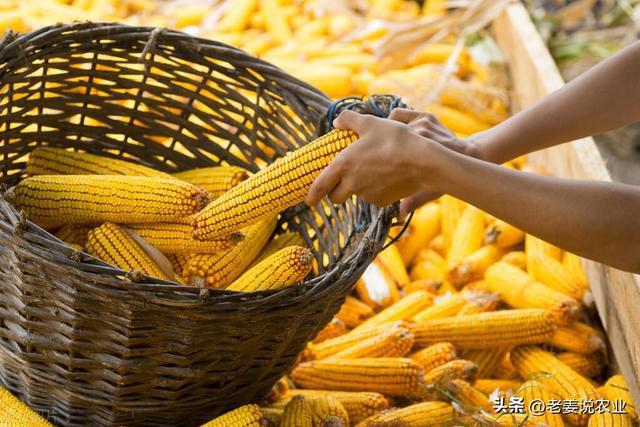 黑龙江玉米最新价格，巷弄深处的惊喜探秘与市场价格解析
